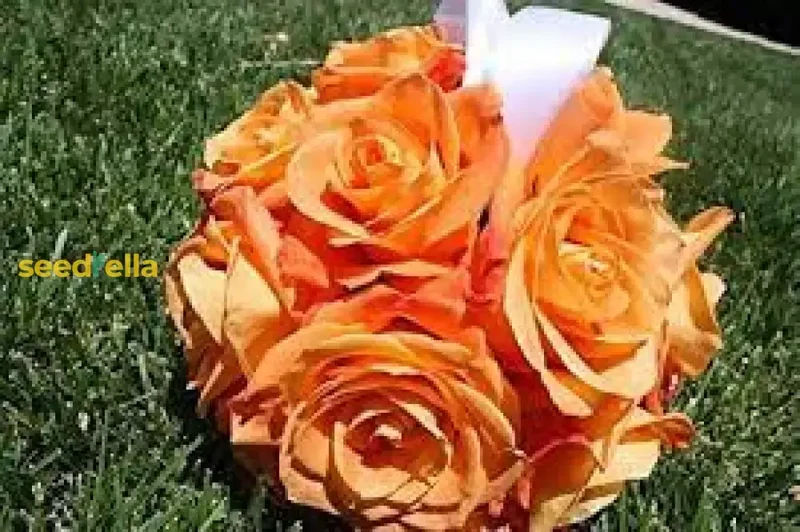 Eustoma Seeds – Vibrant Orange Garden Blooms