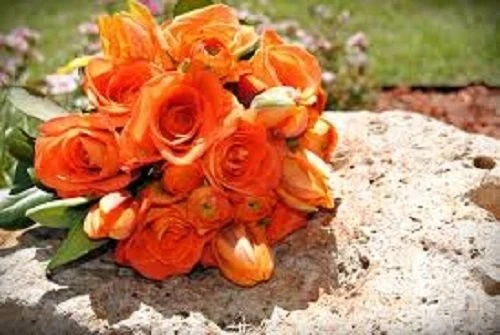 Eustoma Seeds – Vibrant Orange Garden Blooms