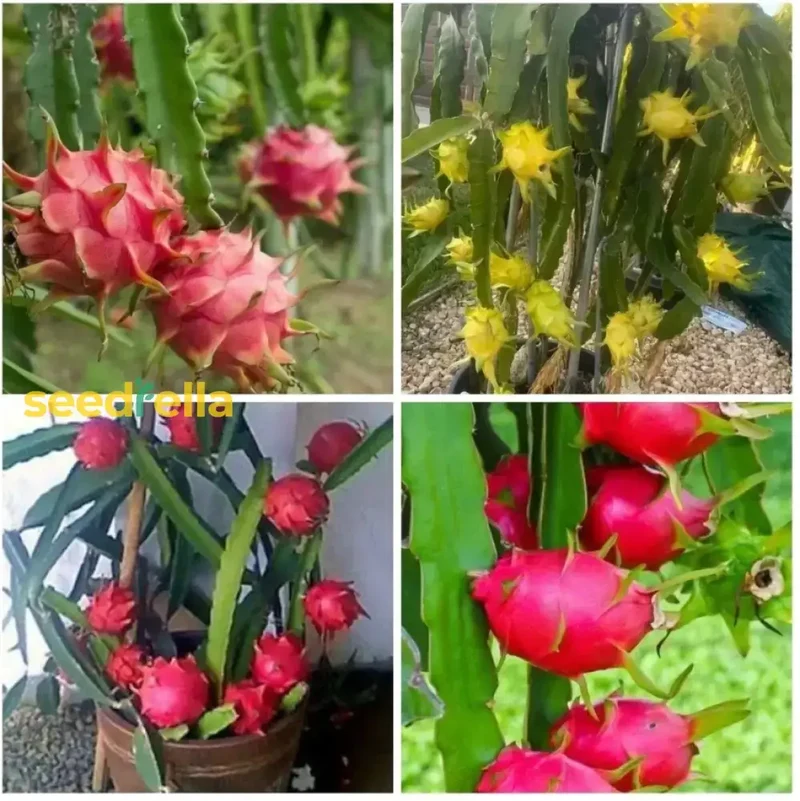 Mixed Pitaya Fruit Seeds for Easy Planting - Grow Sweet, Colorful Dragon Fruits at Home