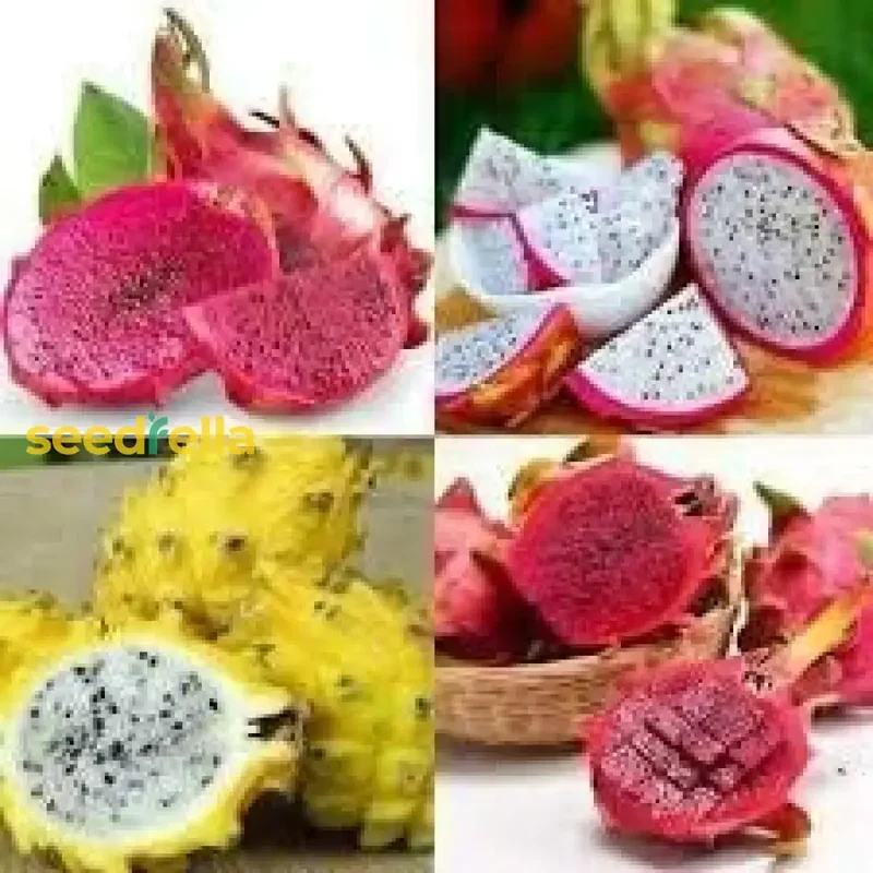 Mixed Pitaya Fruit Seeds for Easy Planting - Grow Sweet, Colorful Dragon Fruits at Home