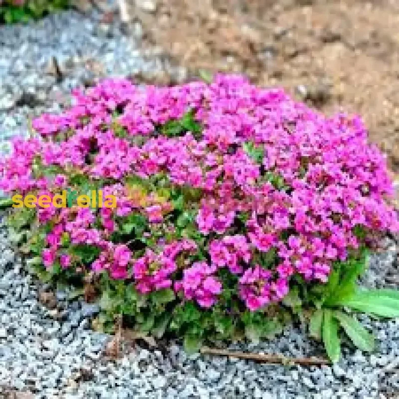 Light Pink Rock Cress Seeds – Easy-Grow Perennial Flower