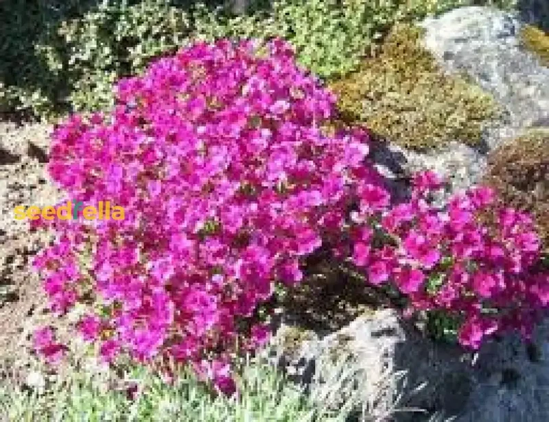 Light Pink Rock Cress Seeds – Easy-Grow Perennial Flower