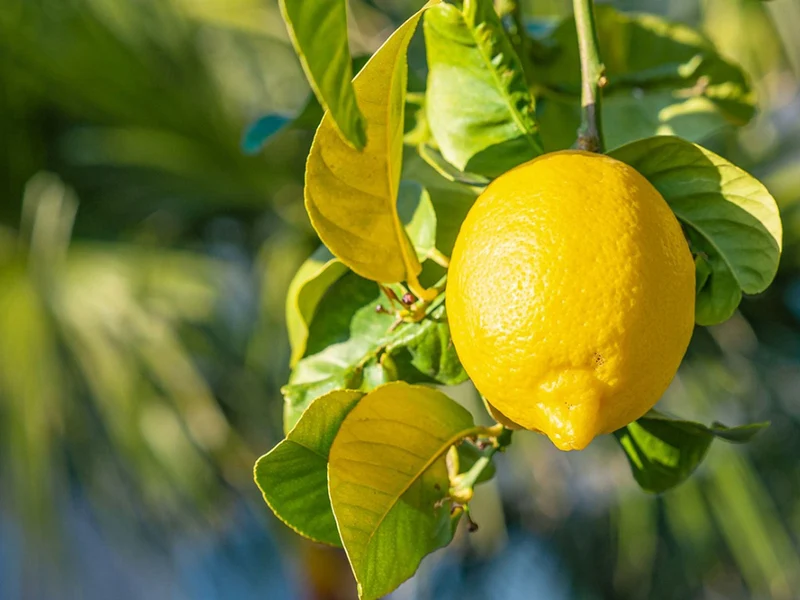 Lemon Seeds for Planting - Grow Fresh, Tangy Yellow Lemons at Home