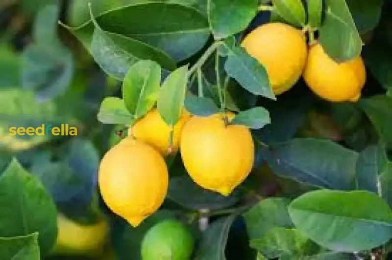 Lemon Seeds for Planting - Grow Fresh, Tangy Yellow Lemons at Home