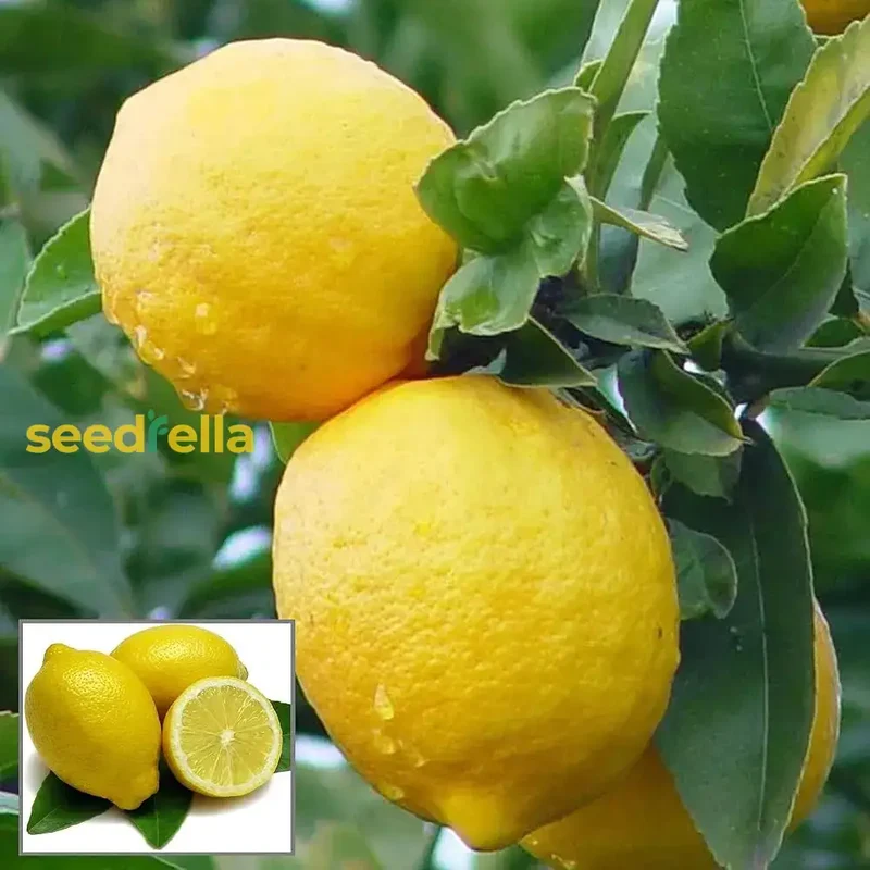 Lemon Seeds for Planting - Grow Fresh, Tangy Yellow Lemons at Home