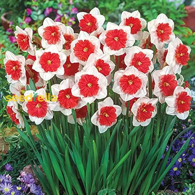 Narcissus White Red Seeds – Elegant Flower Bulbs for Garden Planting