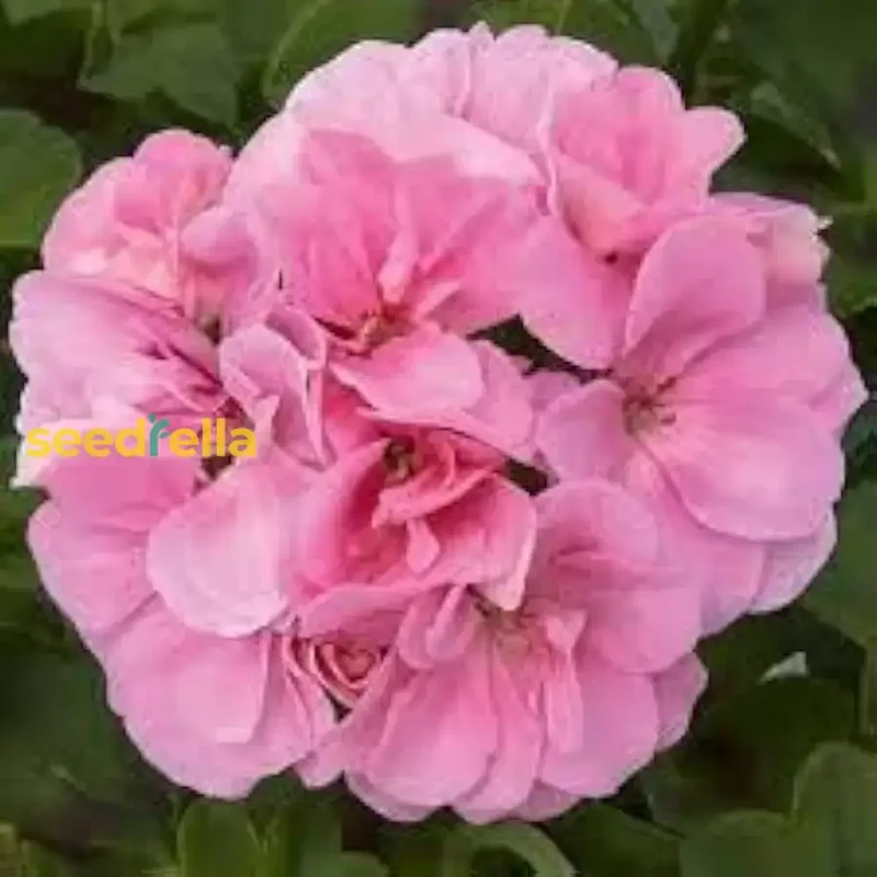 Light Red Geranium Seeds – Annual Flower for Vibrant Gardens