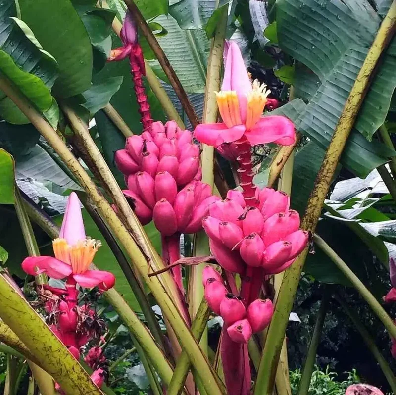 Pink Banana Fruit Seeds for Easy Planting - Grow Sweet, Unique Pink Bananas at Home
