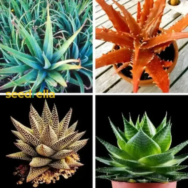 Mixed Color Aloe Vera Seeds for Planting - Grow Vibrant, Healing Aloe Vera in Your Garden