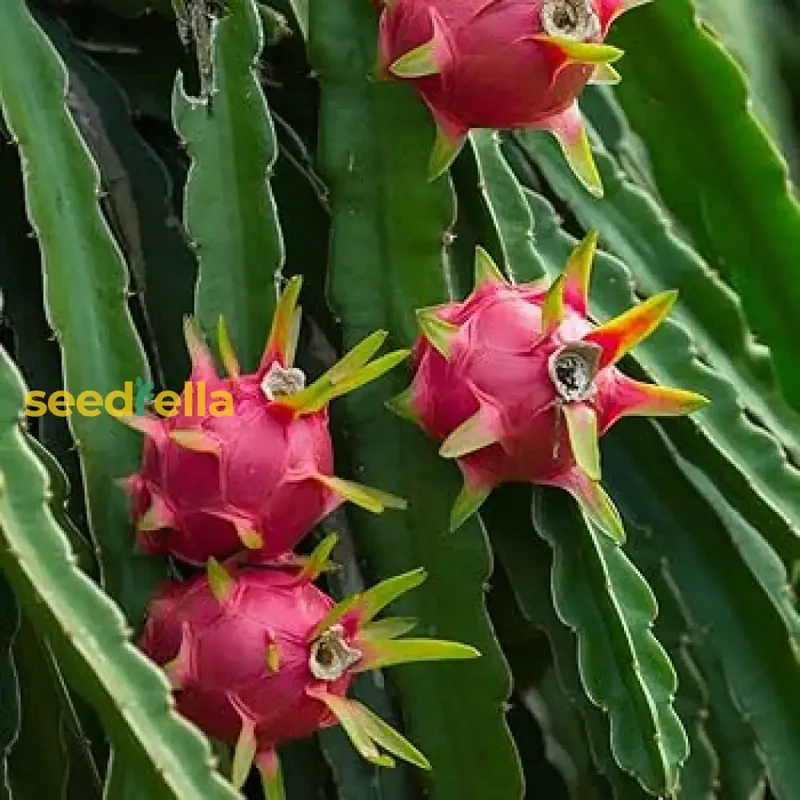Red Pitaya Fruit Seeds for Easy Planting - Grow Sweet, Vibrant Dragon Fruit at Home