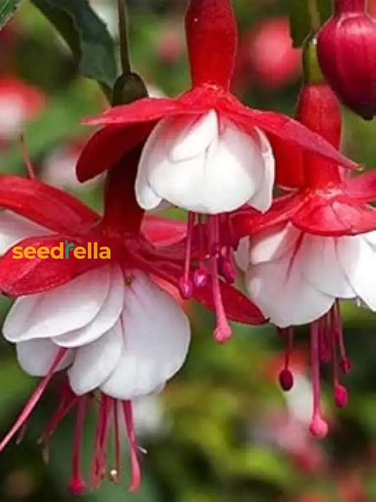 Red & White Fuchsia Seeds – Vibrant Hanging Blooms for Gardens