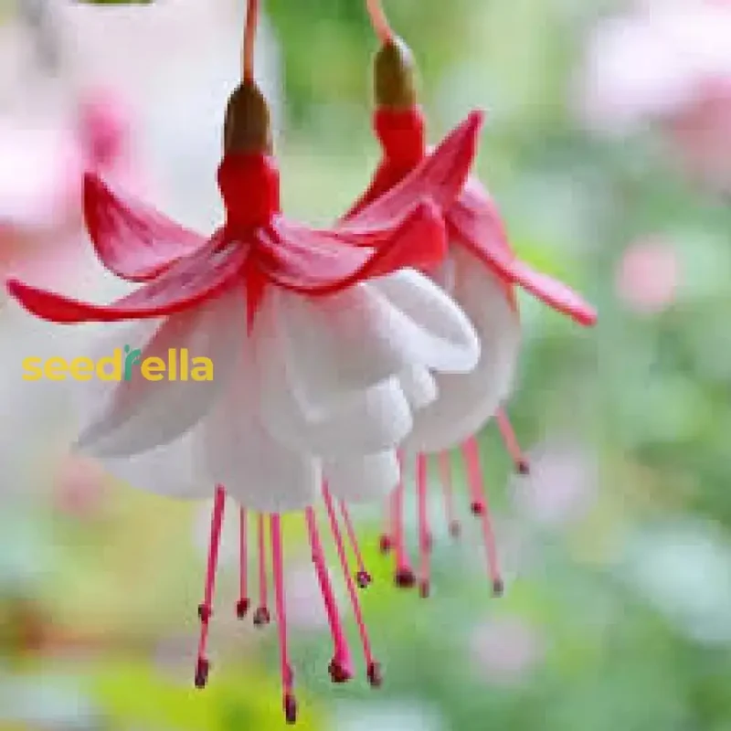 Red & White Fuchsia Seeds – Vibrant Hanging Blooms for Gardens
