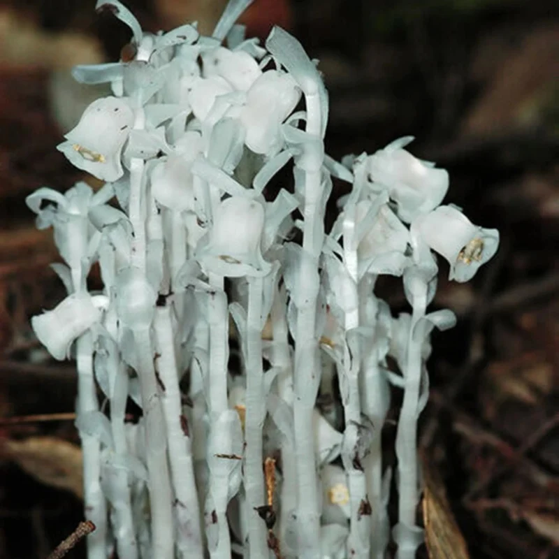 Monotropa Uniflora Seeds - Grow the Enigmatic Indian Pipe Flower in Your Garden