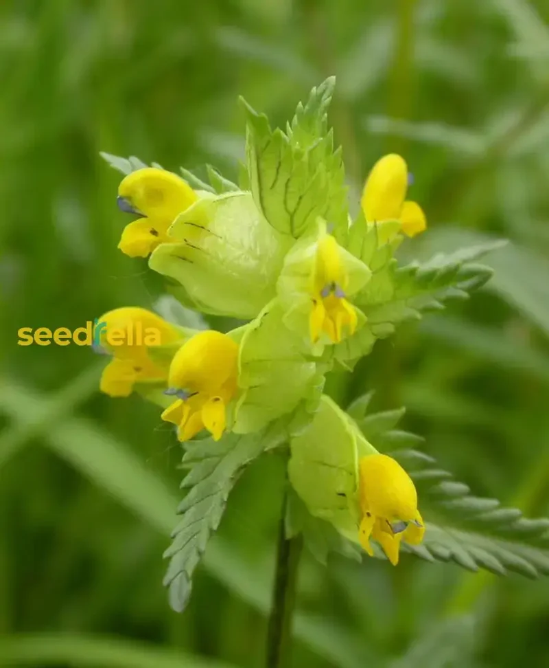 Yellow Rattle Flower Seeds for Planting - Grow Vibrant, Unique Blooms in Your Garden
