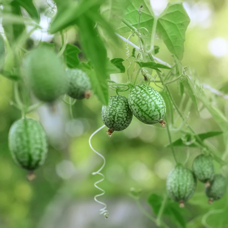 Cucamelon Seeds for Easy Planting - Grow Refreshing, Unique Fruits in Your Garden
