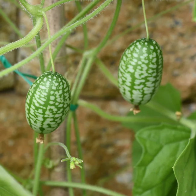 Cucamelon Seeds for Easy Planting - Grow Refreshing, Unique Fruits in Your Garden