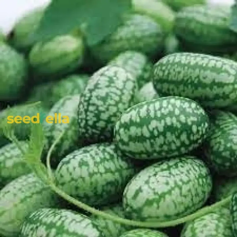 Cucamelon Seeds for Easy Planting - Grow Refreshing, Unique Fruits in Your Garden