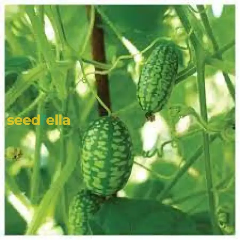 Cucamelon Seeds for Easy Planting - Grow Refreshing, Unique Fruits in Your Garden