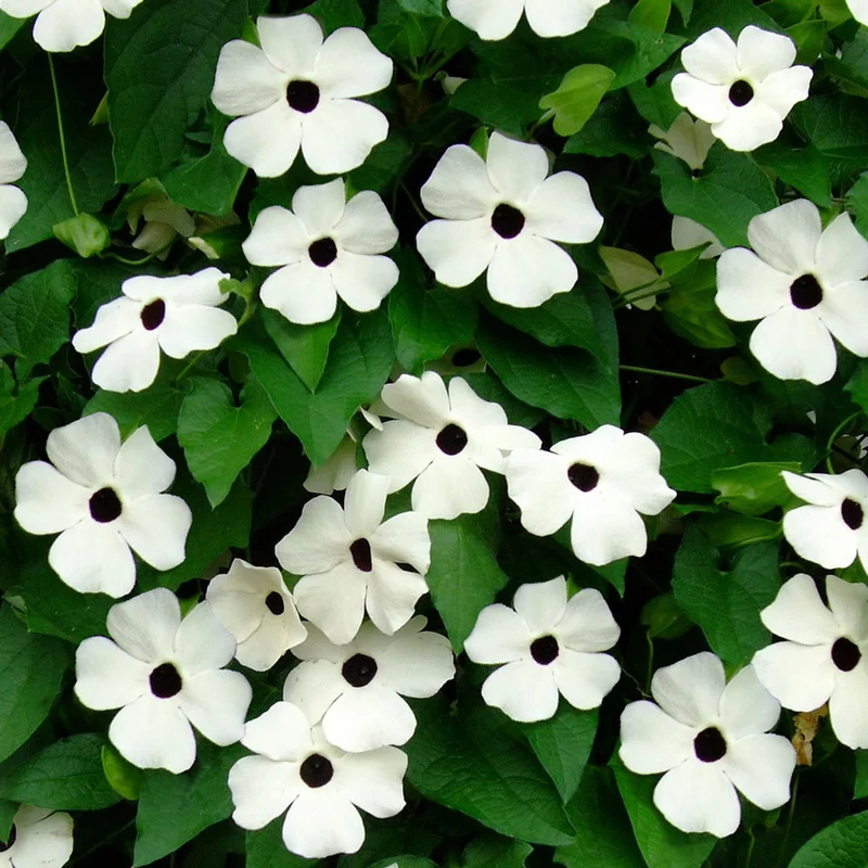 Thunbergia Flower Seeds for Planting - Grow Vibrant, Colorful Blooms in Your Garden
