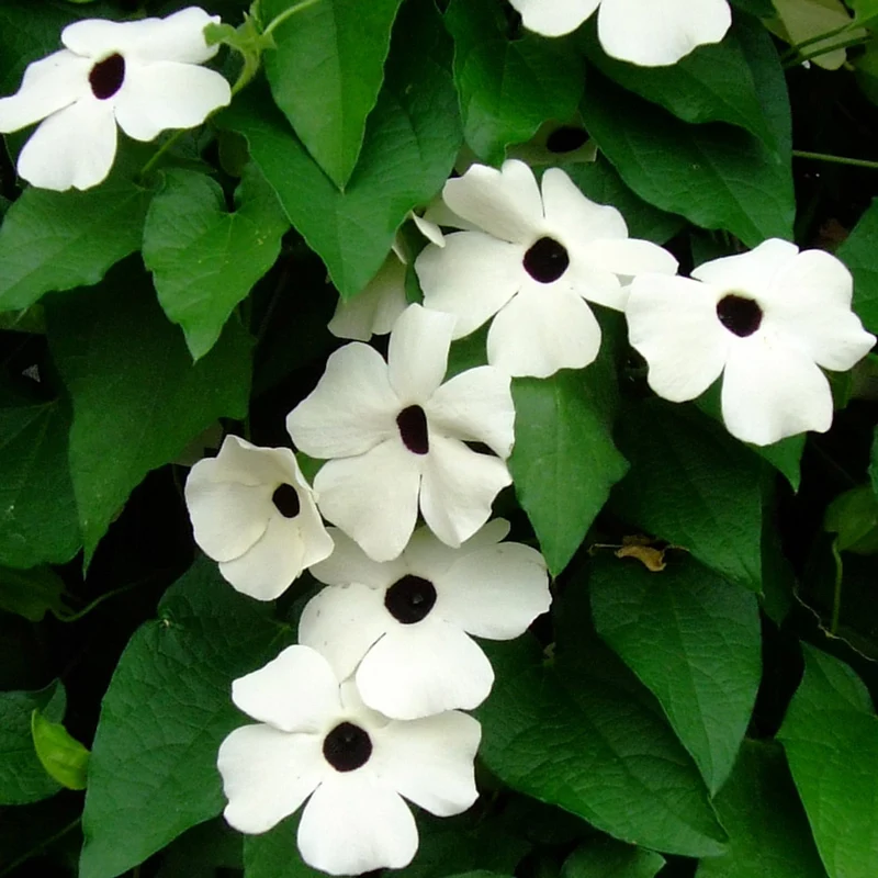 Thunbergia Flower Seeds for Planting - Grow Vibrant, Colorful Blooms in Your Garden