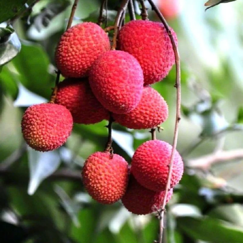 Lychee Fruit Seeds for Easy Planting - Grow Delicious, Sweet Lychees at Home