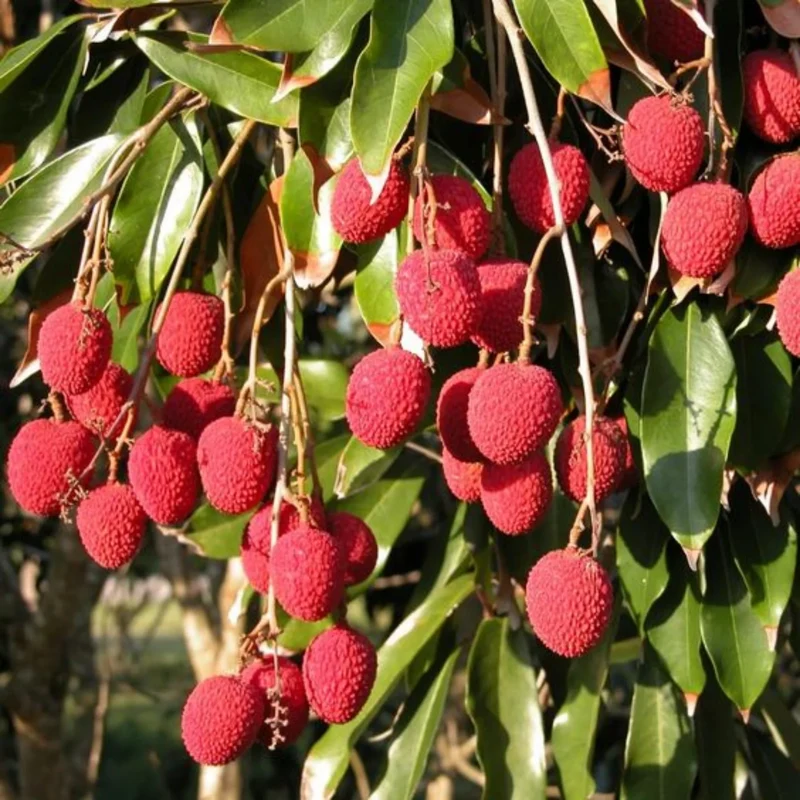 Lychee Fruit Seeds for Easy Planting - Grow Delicious, Sweet Lychees at Home