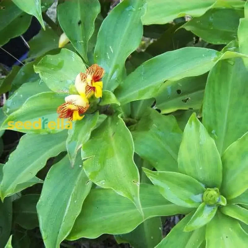 Insulin Plant Seeds for Easy Planting - Grow Natural Health Benefits in Your Garden