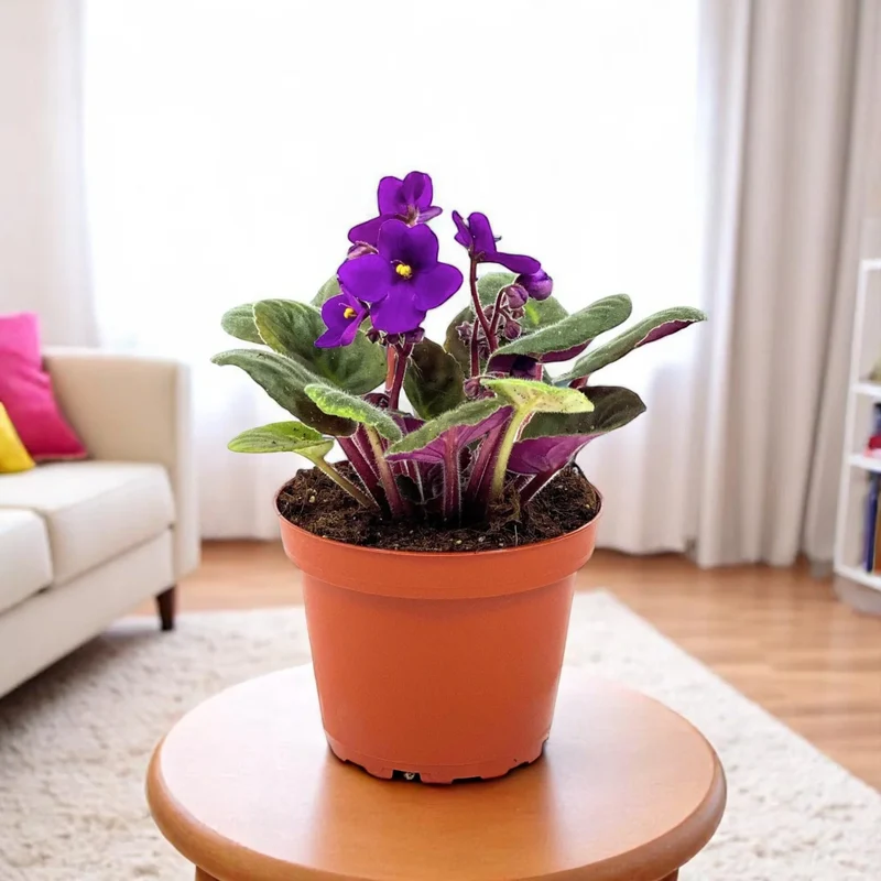 Mini African Violet Seeds for Indoor & Outdoor Planting - Easy-to-Grow, Vibrant Blooms