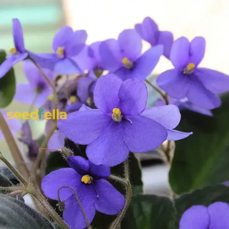 Mini African Violet Seeds for Indoor & Outdoor Planting - Easy-to-Grow, Vibrant Blooms