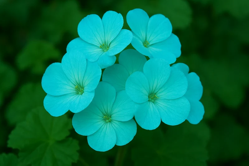 Sky Blue Green Geranium Seeds for Planting - Grow Beautiful, Vibrant Blooms in Your Garden