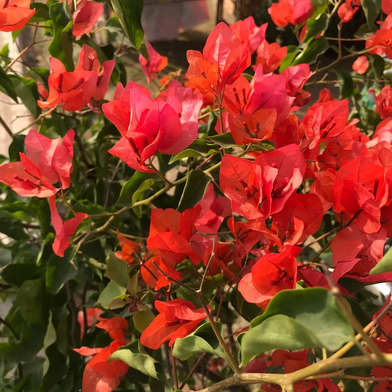 Red Bougainvillea Flower Seeds for Planting - Grow Vibrant, Colorful Blooms in Your Garden