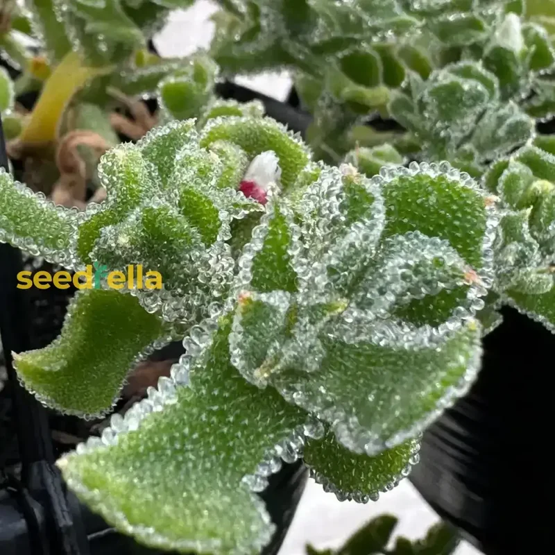 Green Iceplant Seeds for Planting - Grow Nutritious, Refreshing Greens in Your Garden