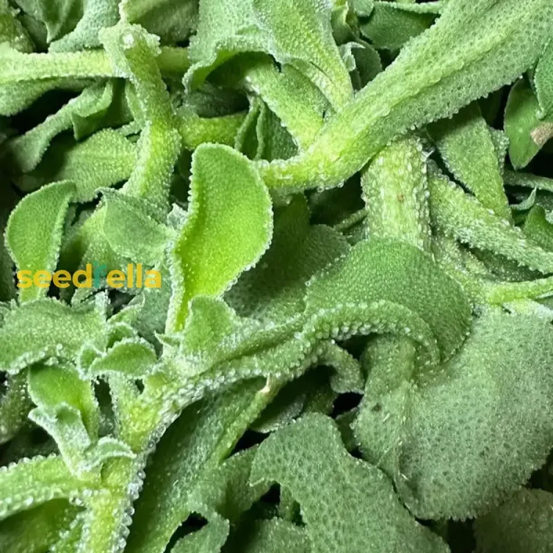 Green Iceplant Seeds for Planting - Grow Nutritious, Refreshing Greens in Your Garden