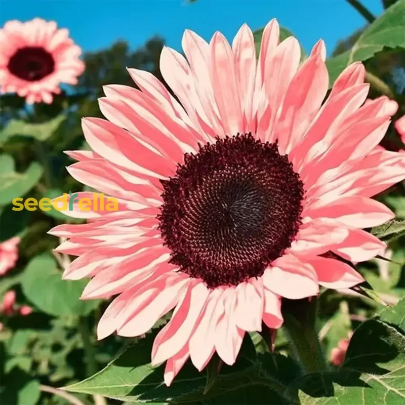Pink Sunflower Seeds - Brighten Your Garden with Stunning Blooms for Easy Planting