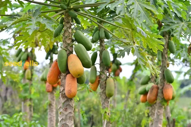 Dwarf Cylindrical Papaya Seeds for Easy Planting - Grow Sweet, Delicious Papayas at Home