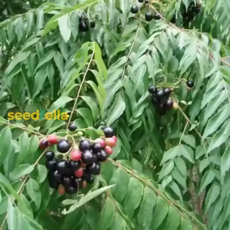 Curry Leaf Vegetable Seeds (Murraya Koenigii) – Grow Fresh Aromatic Leaves for Flavorful Home Cooking