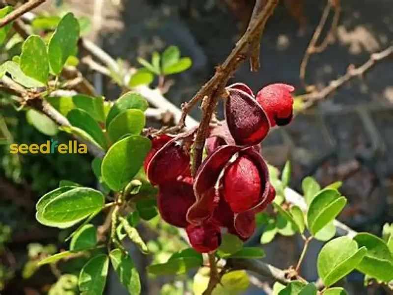 Guamuchil Tree Seeds for Easy Planting - Grow Your Own Tropical Tree at Home