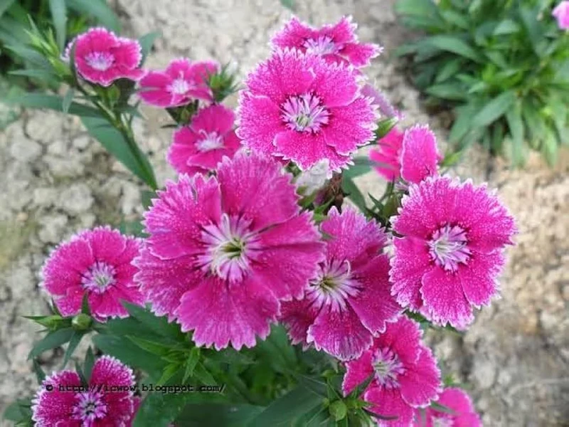 Pink Double-Flowered Dianthus Seeds – Easy-Grow Garden Blooms
