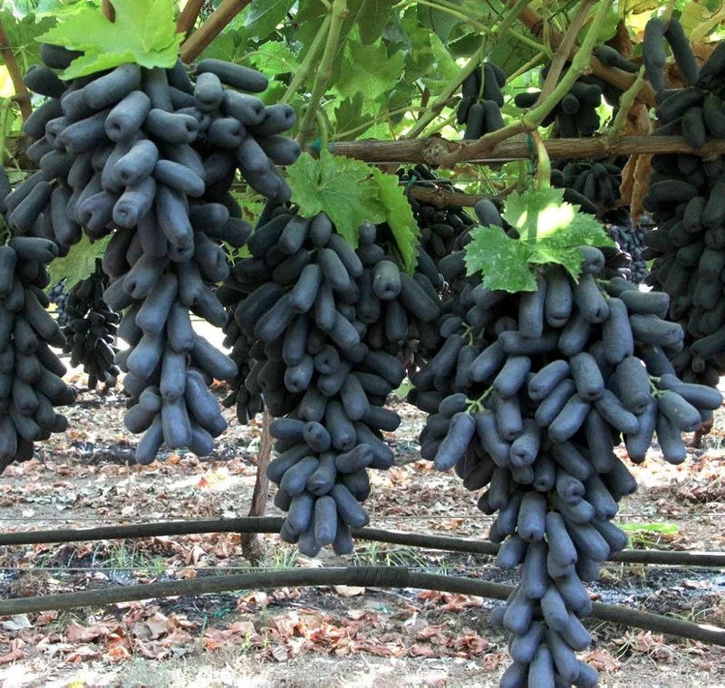 Black Finger Grape Vine Seeds