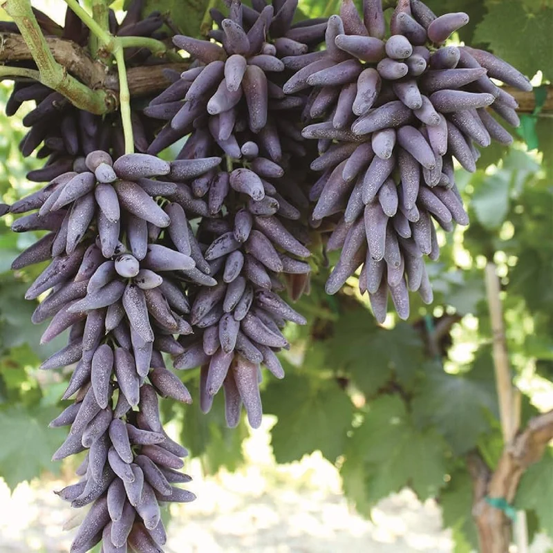 Black Finger Grape Vine Seeds