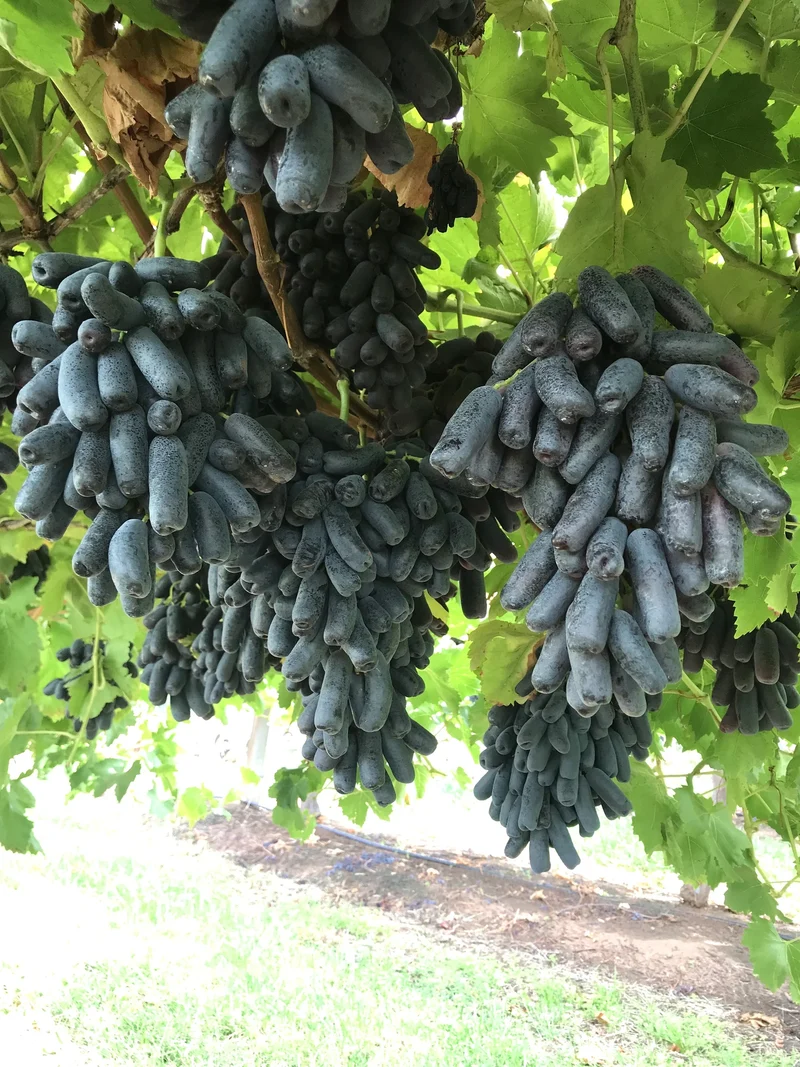 Black Finger Grape Vine Seeds