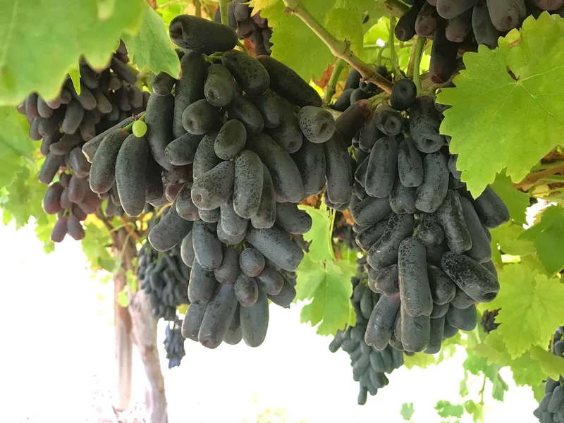 Black Finger Grape Vine Seeds