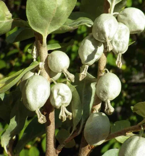 American Silverberry Fruit Seeds