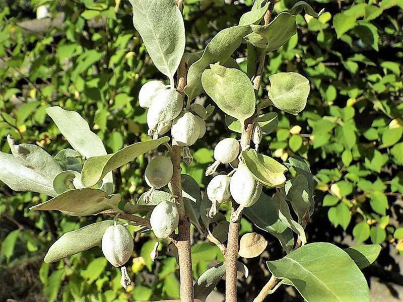 American Silverberry Fruit Seeds