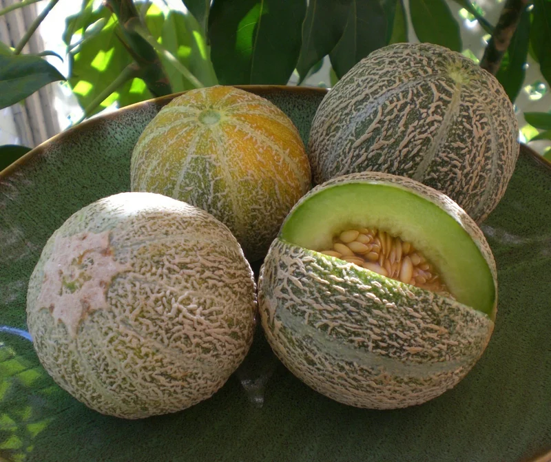Green Flesh Rocky Ford Cantaloupe Seeds