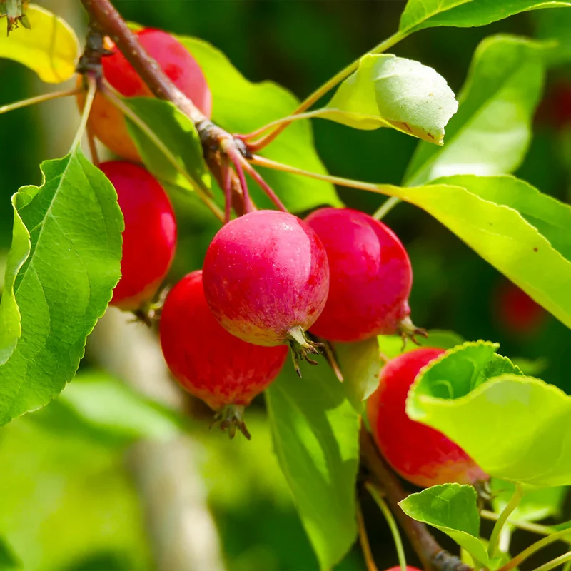 Sargent Crab Apple Seeds