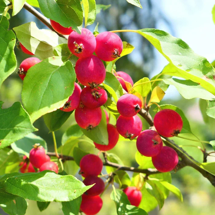 Sargent Crab Apple Seeds