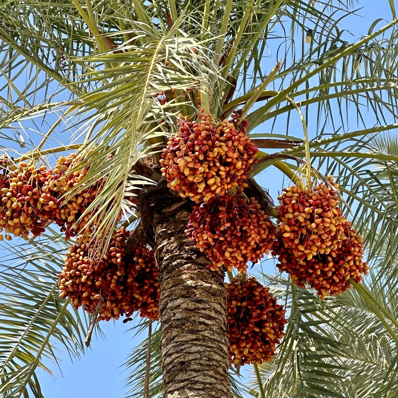 Pygmy Date Palm House Plant Seeds