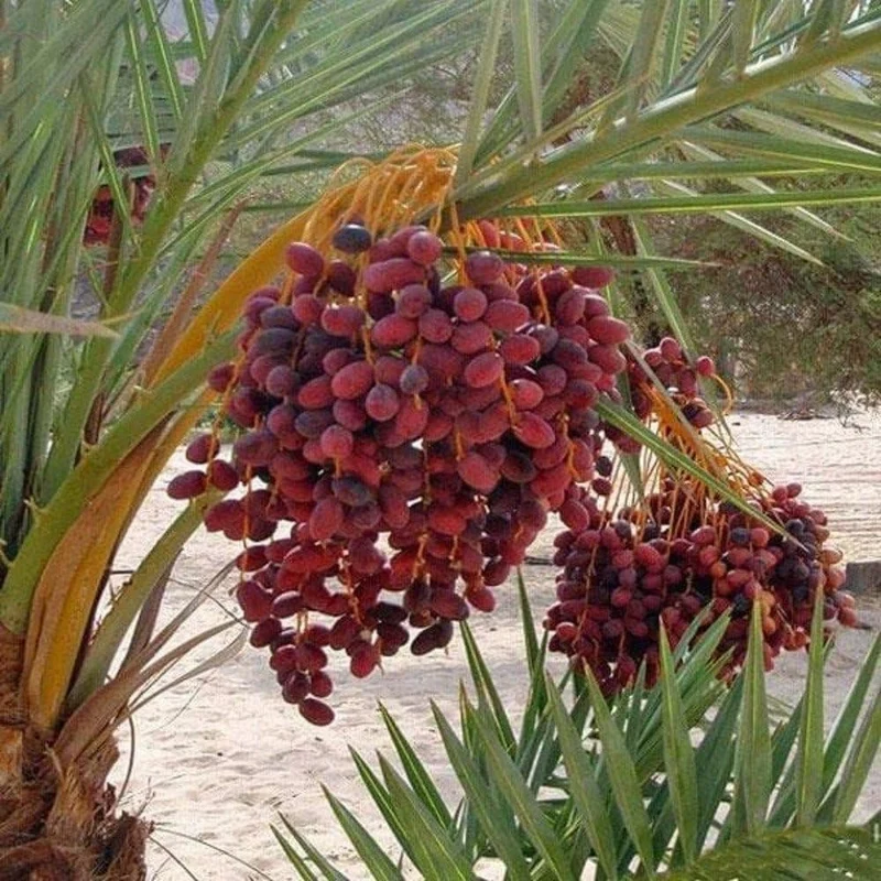 Pygmy Date Palm House Plant Seeds