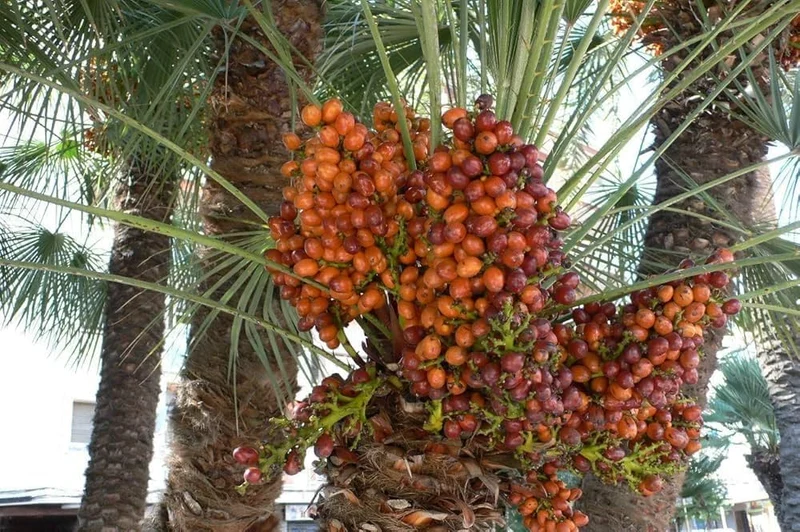 Pygmy Date Palm House Plant Seeds